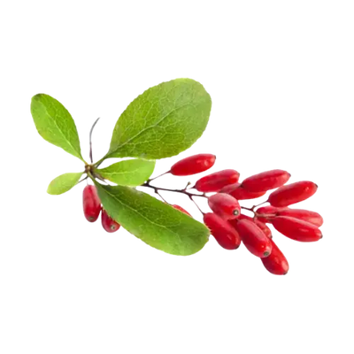 Berberine Extract